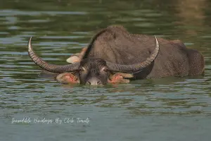 Wild Water Buffalo