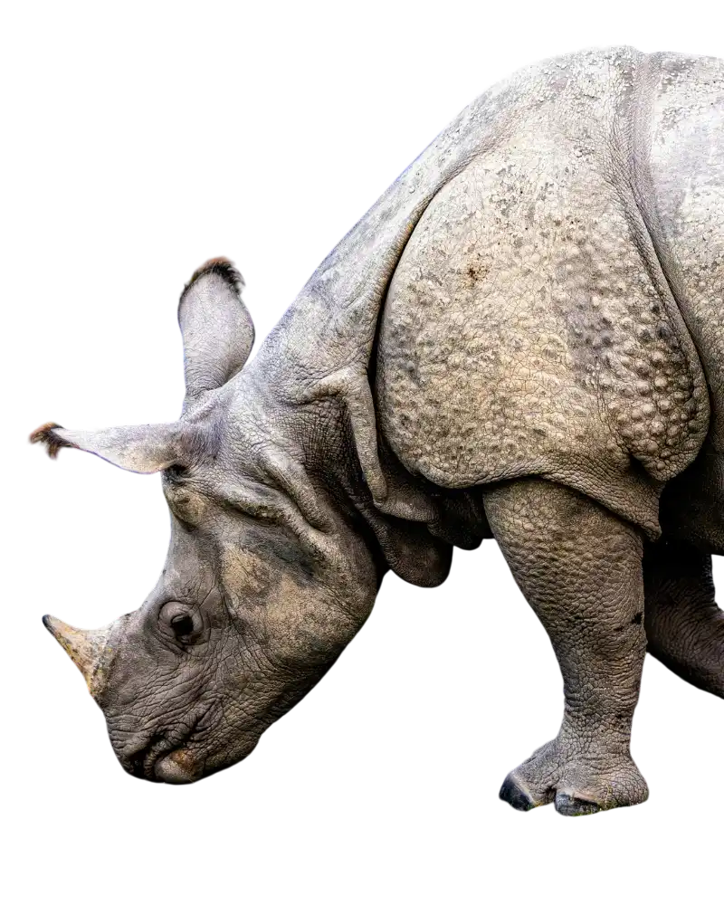 Rhino